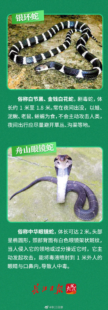 武汉常见的无毒蛇 武汉常见的无毒蛇