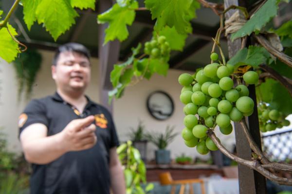 农耕基因觉醒！都市青年兴起阳台种菜热