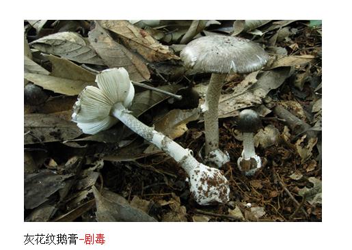 心疼又好笑…云南大哥大姐吃菌中毒，病床上大合唱