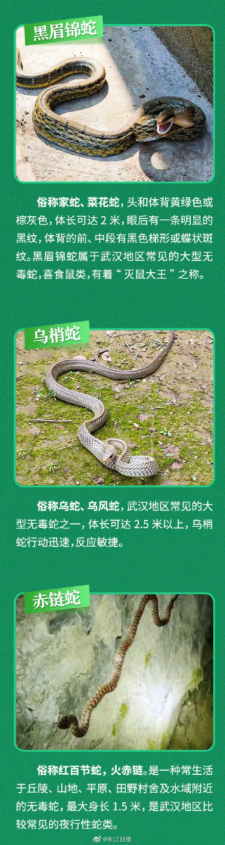 武汉常见的无毒蛇 武汉常见的无毒蛇