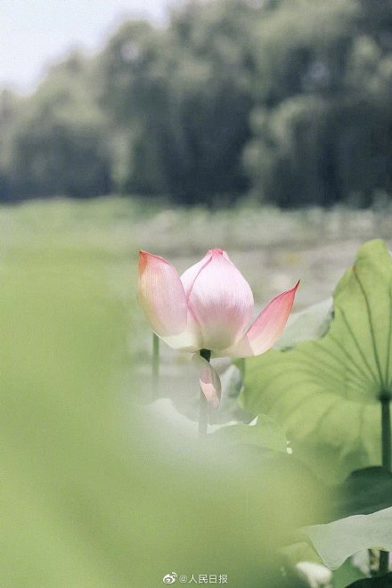 浙大启真湖荷花开了