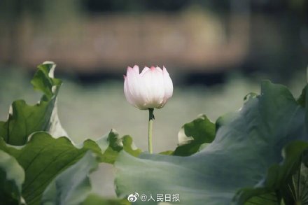 浙大启真湖荷花开了