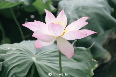 浙大启真湖荷花开了