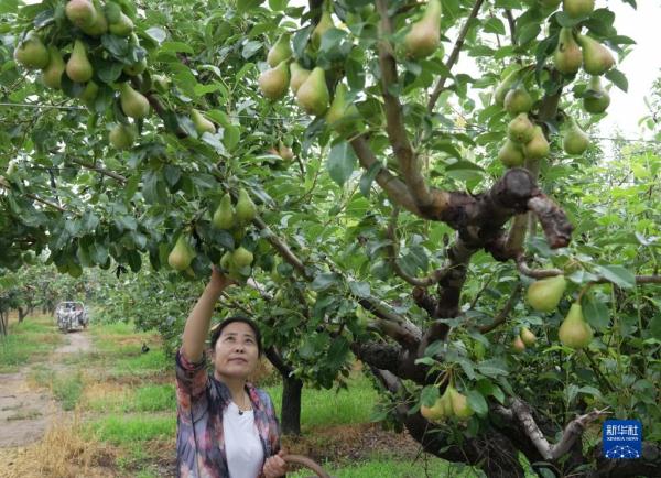 河北赵县：袖珍香梨香溢四方