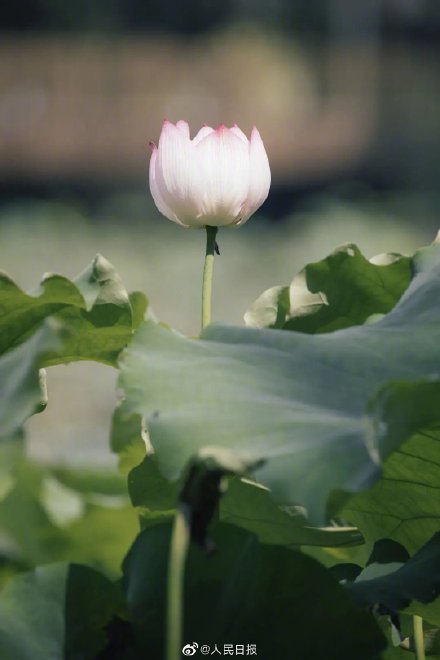 浙大启真湖荷花开了