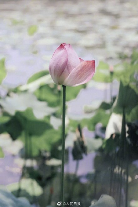 浙大启真湖荷花开了