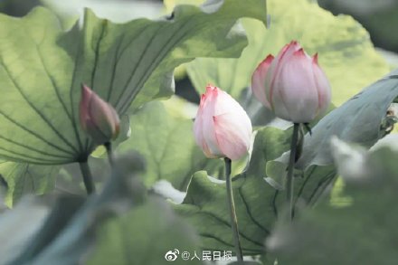 浙大启真湖荷花开了