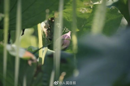 浙大启真湖荷花开了