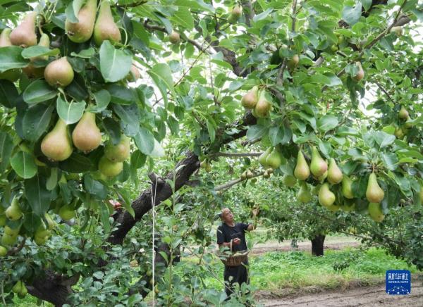 河北赵县：袖珍香梨香溢四方