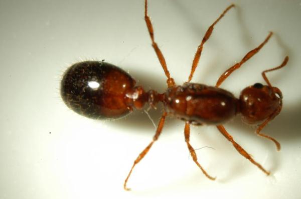 红火蚊出没:红火蚁是蚂蚁的一种,其拉丁名意指无敌的蚂蚁,难以防治