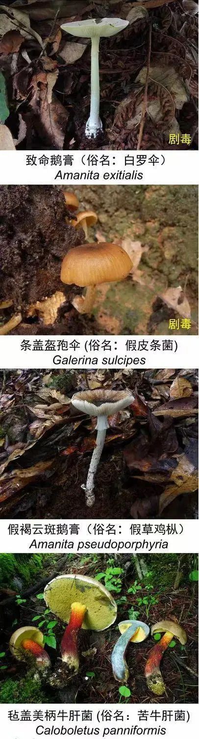 好笑又惊悚!女子吃隔夜野生菌后出现幻觉:一直扯“线” 好笑又惊悚!女子吃隔夜野生菌后出现幻觉:一直扯“线”