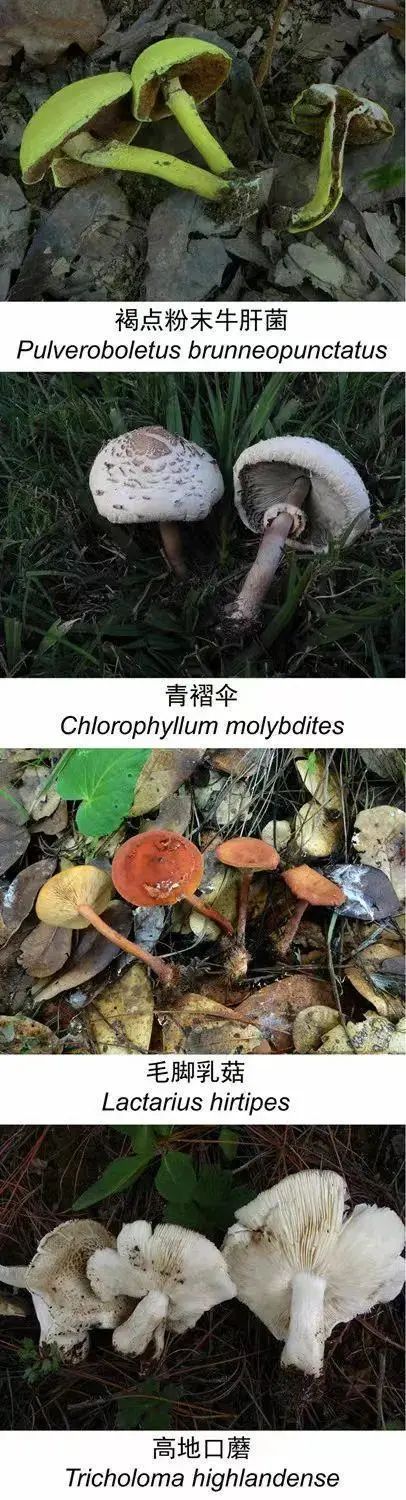 好笑又惊悚!女子吃隔夜野生菌后出现幻觉:一直扯“线” 好笑又惊悚!女子吃隔夜野生菌后出现幻觉:一直扯“线”