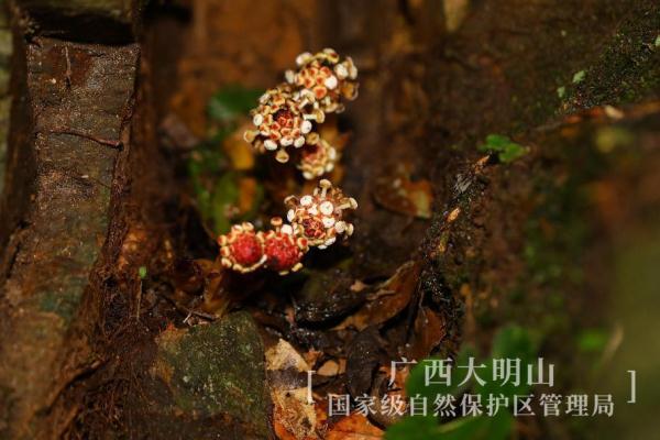 奇特！广西大明山保护区发现新记录物种