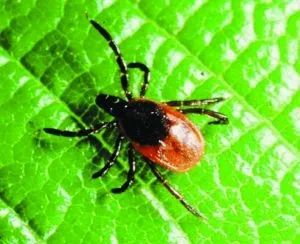 高度警惕！江苏疾控发布重要提醒