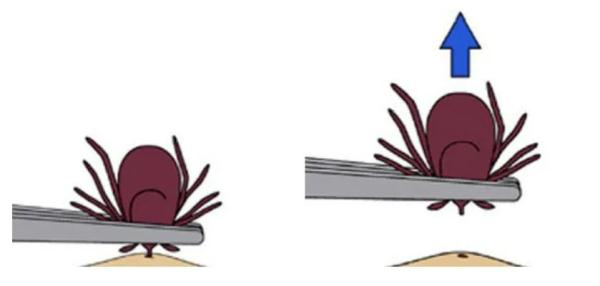 高度警惕！江苏疾控发布重要提醒