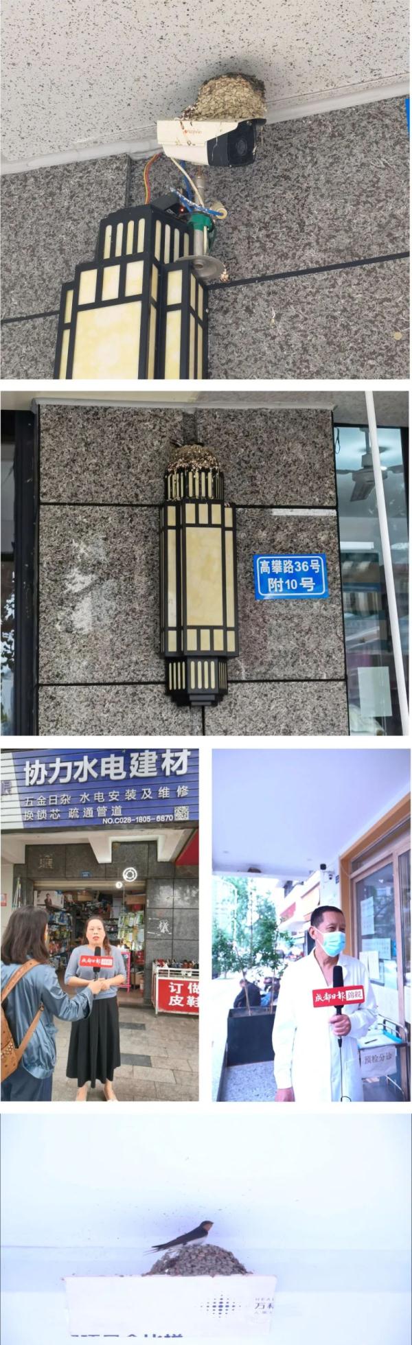 成都:燕子,归去来兮! 成都:燕子,归去来兮!