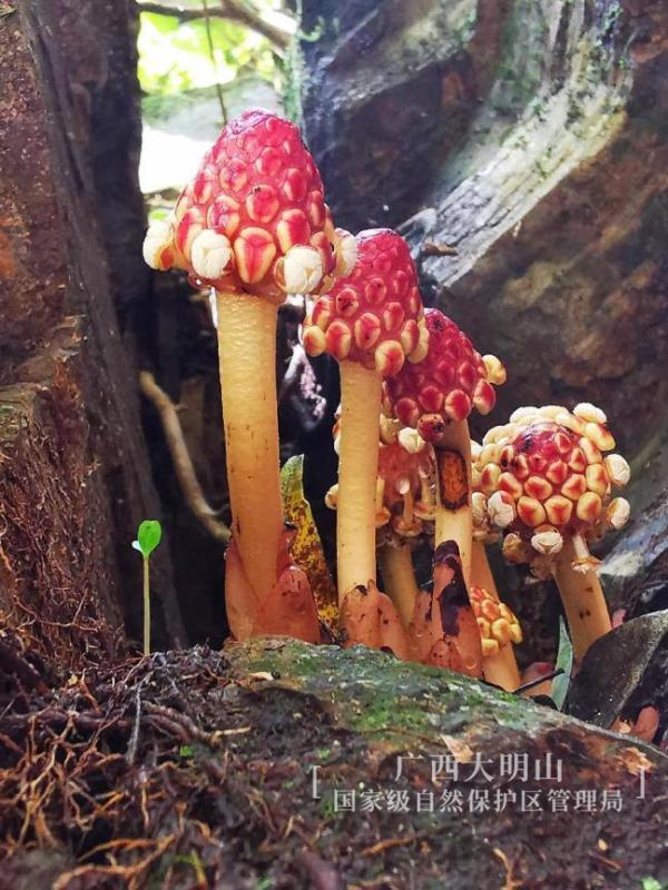 奇特！广西大明山保护区发现新记录物种