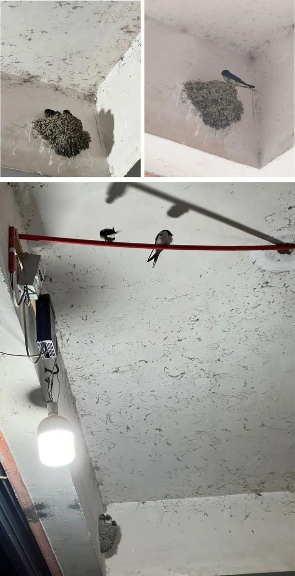 成都:燕子,归去来兮! 成都:燕子,归去来兮!