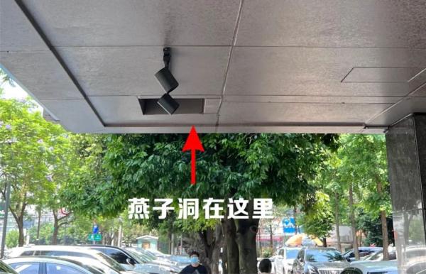 成都:燕子,归去来兮! 成都:燕子,归去来兮!