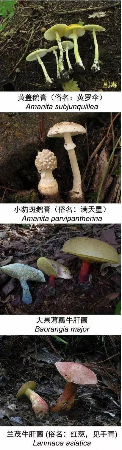 好笑又惊悚!女子吃隔夜野生菌后出现幻觉:一直扯“线” 好笑又惊悚!女子吃隔夜野生菌后出现幻觉:一直扯“线”