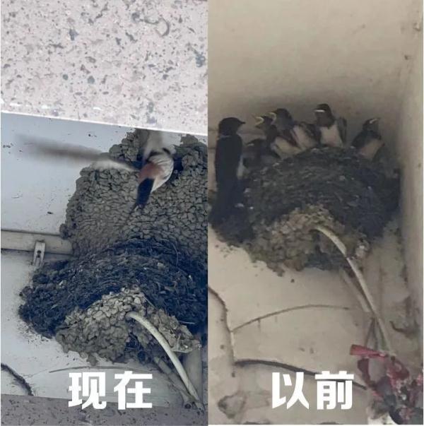 成都:燕子,归去来兮! 成都:燕子,归去来兮!