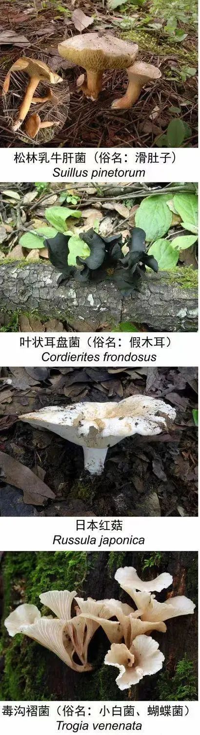 好笑又惊悚!女子吃隔夜野生菌后出现幻觉:一直扯“线” 好笑又惊悚!女子吃隔夜野生菌后出现幻觉:一直扯“线”