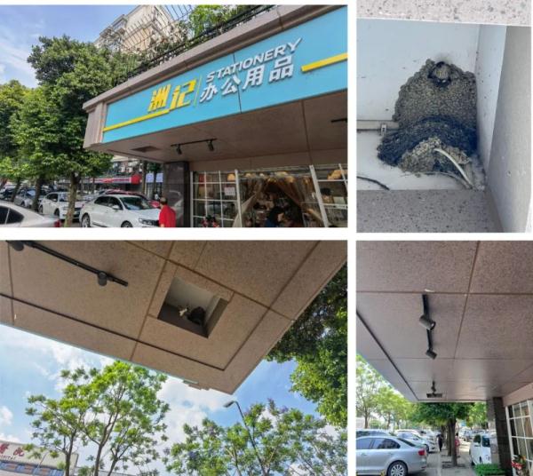 成都:燕子,归去来兮! 成都:燕子,归去来兮!