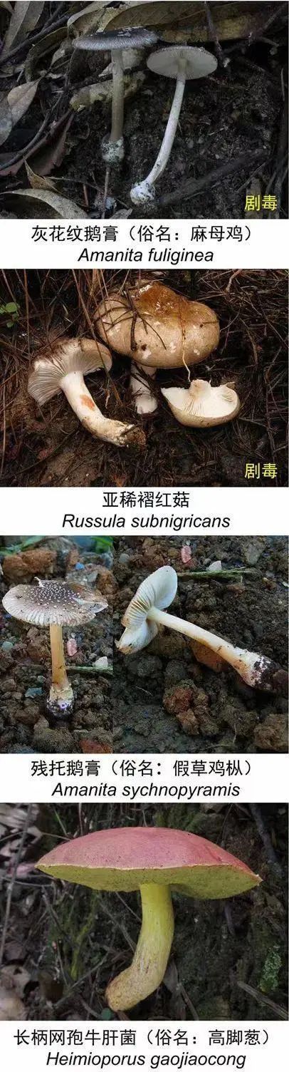 好笑又惊悚!女子吃隔夜野生菌后出现幻觉:一直扯“线” 好笑又惊悚!女子吃隔夜野生菌后出现幻觉:一直扯“线”