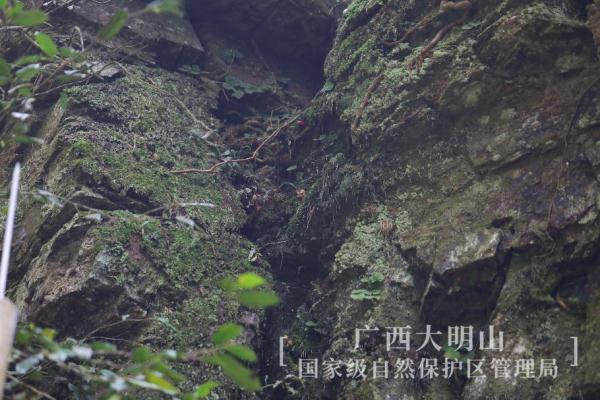 奇特！广西大明山保护区发现新记录物种