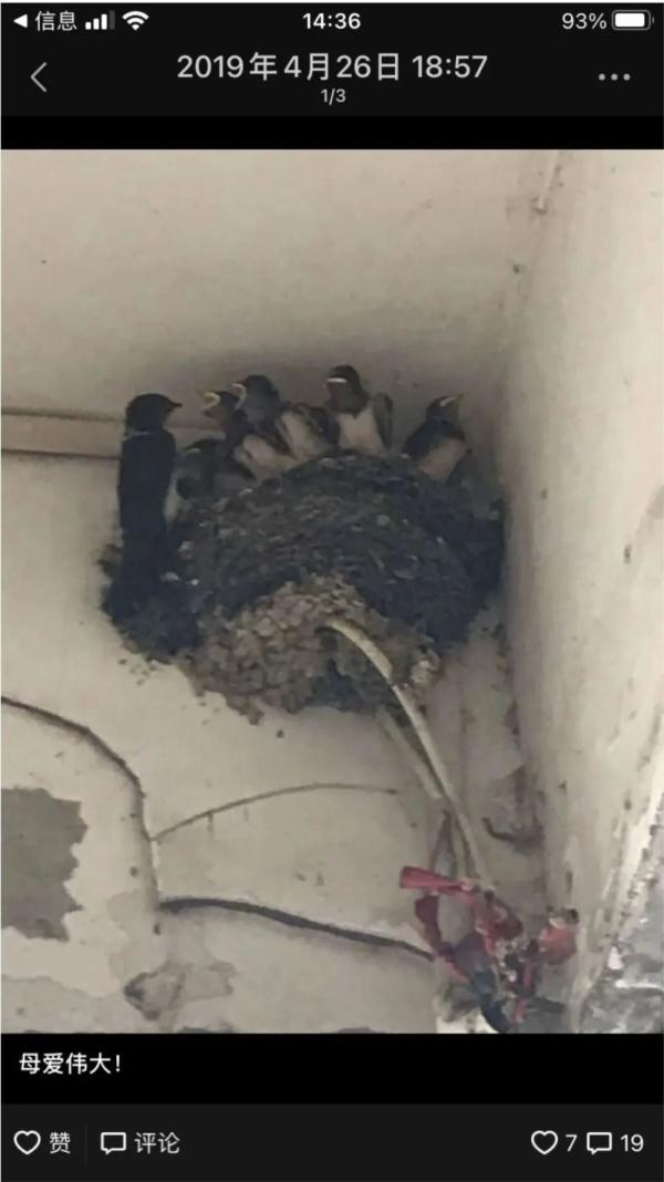 成都:燕子,归去来兮! 成都:燕子,归去来兮!