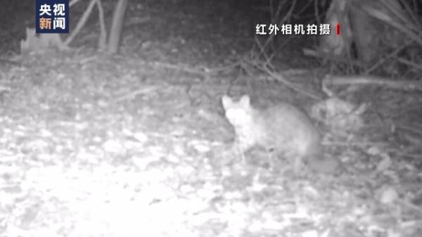 国家二级保护野生动物豹猫活动轨迹覆盖庐山东南西北