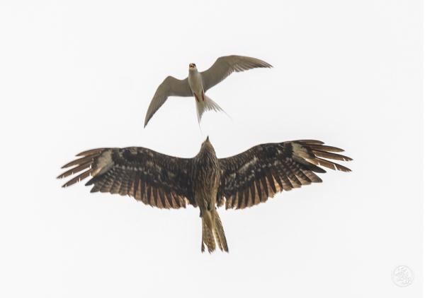 “国家一级”硬刚“国家二级” ,啥情况? “国家一级”硬刚“国家二级” ,啥情况?