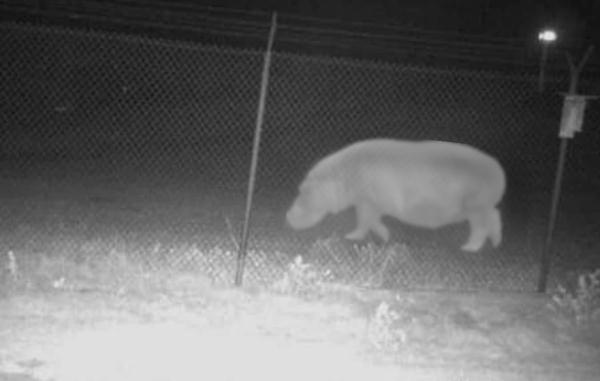 画面曝光：美国动物园拍到疑似“狼人”后 又发现一只“神秘生物”