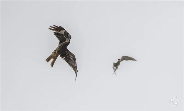 “国家一级”硬刚“国家二级” ,啥情况? “国家一级”硬刚“国家二级” ,啥情况?