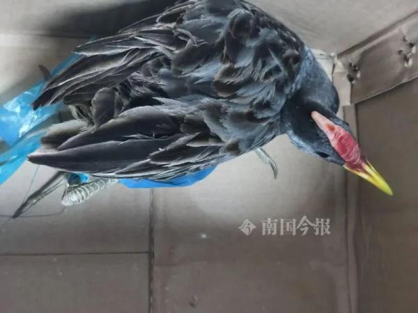 凌晨，五星街奶茶店闯进不速之客，一查：哟，“董小姐”！