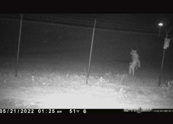 画面曝光：美国动物园拍到疑似“狼人”后 又发现一只“神秘生物”