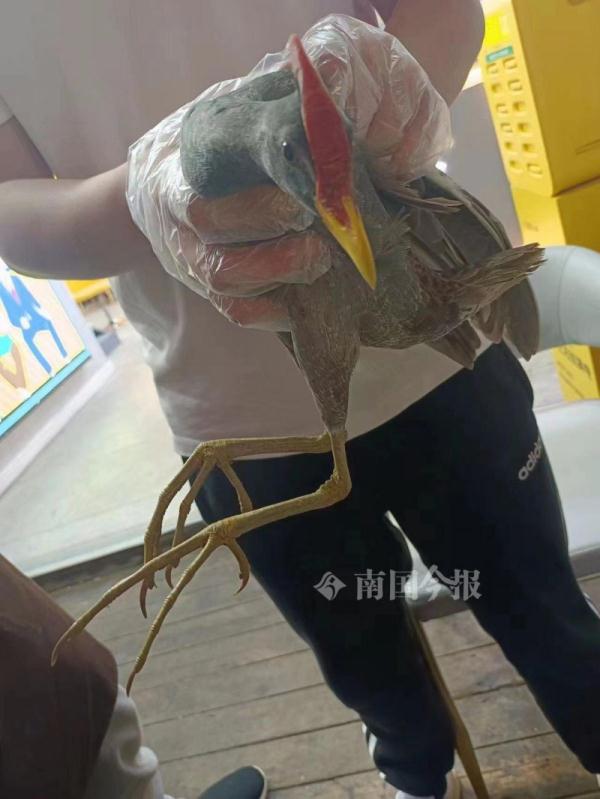 凌晨，柳州一门面突然飞进一只“神奇动物”  原来是……