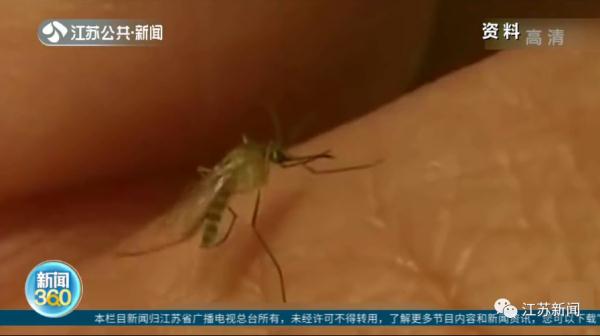 蚊子包越大毒性越强？真相其实是……