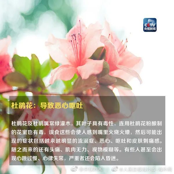 女孩含着它拍照后中毒！这种花深圳路边很常见…