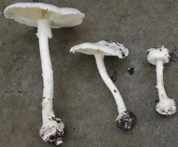 死亡率达20%！@宁波吃货们，这些野蘑菇千万别碰！