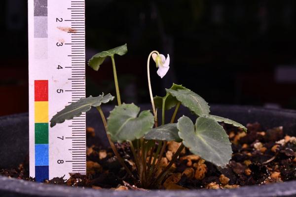 辰山植物园团队在我国西南喀斯特山地发现一堇菜属新种
