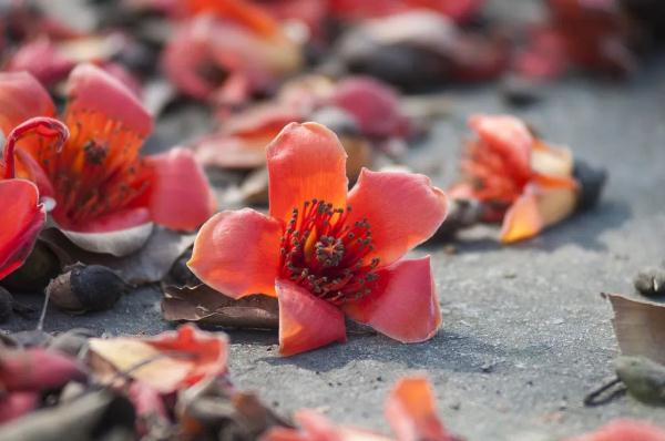 以花入馔 要被“燎”了！