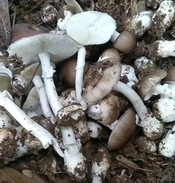 死亡率达20%！@宁波吃货们，这些野蘑菇千万别碰！