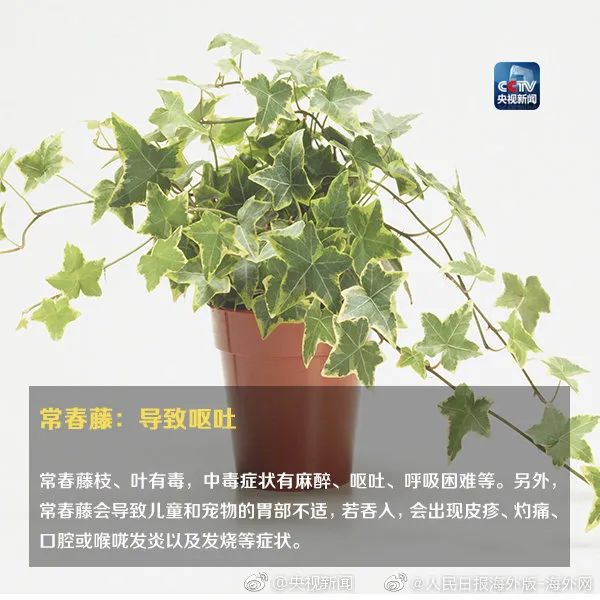 女孩含着它拍照后中毒！这种花深圳路边很常见…