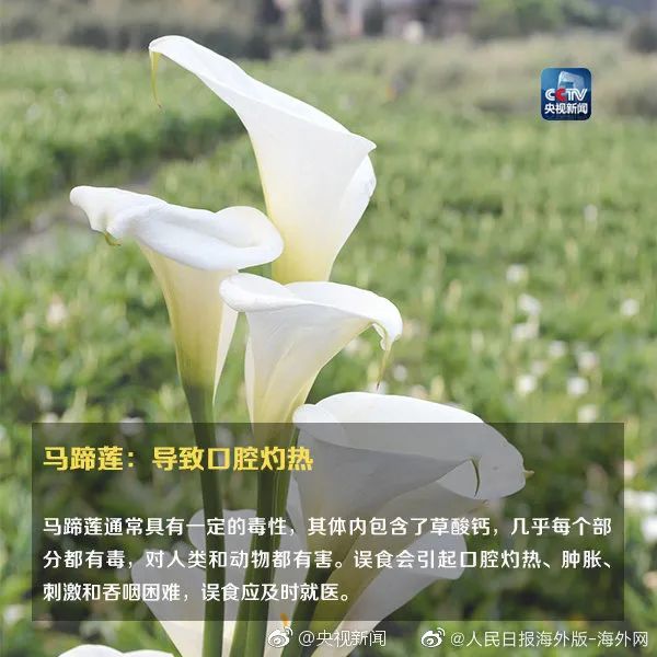 女孩含着它拍照后中毒！这种花深圳路边很常见…