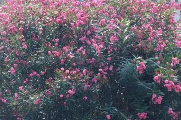 女孩含着它拍照后中毒！这种花深圳路边很常见…