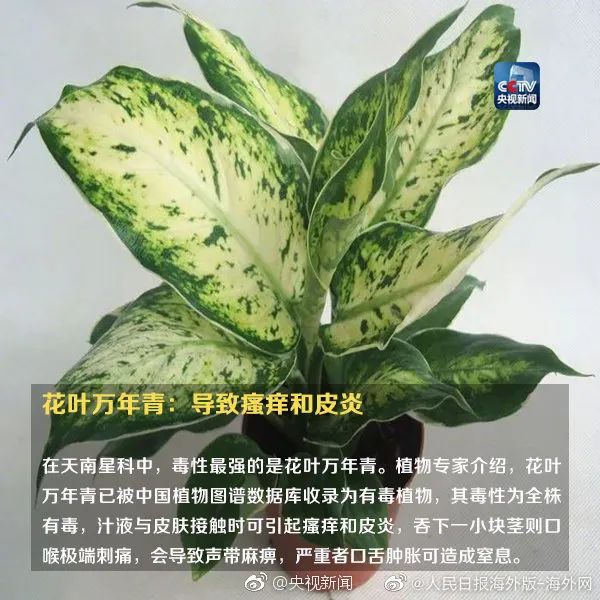 女孩含着它拍照后中毒！这种花深圳路边很常见…