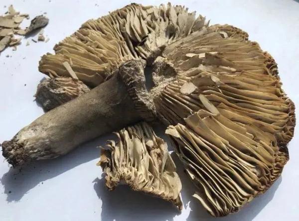 死亡率达20%！@宁波吃货们，这些野蘑菇千万别碰！