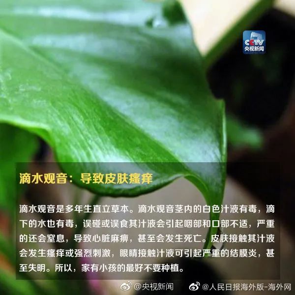 紧急提醒!这种植物有毒 网友:《甄嬛传》早有“科普” 紧急提醒!这种植物有毒 网友:《甄嬛传》早有“科普”