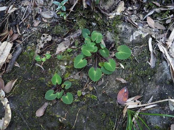 辰山植物园团队在我国西南喀斯特山地发现一堇菜属新种